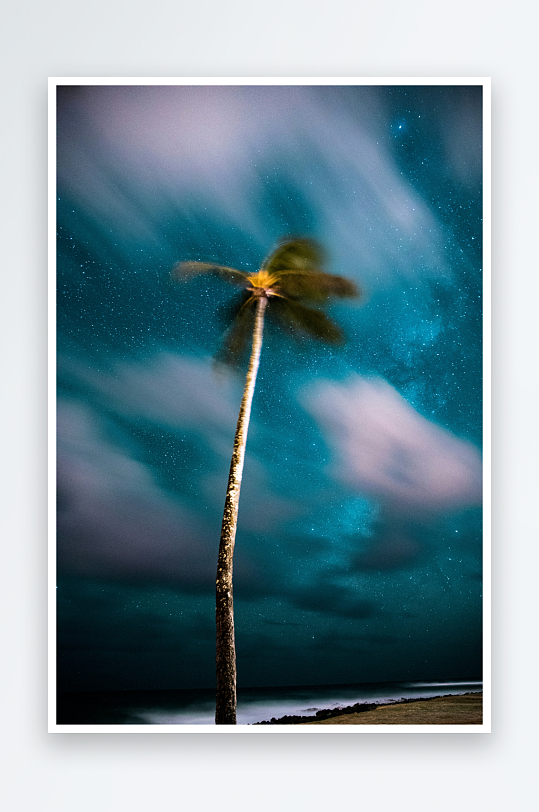 夜空下的孤棕榈树-众图网