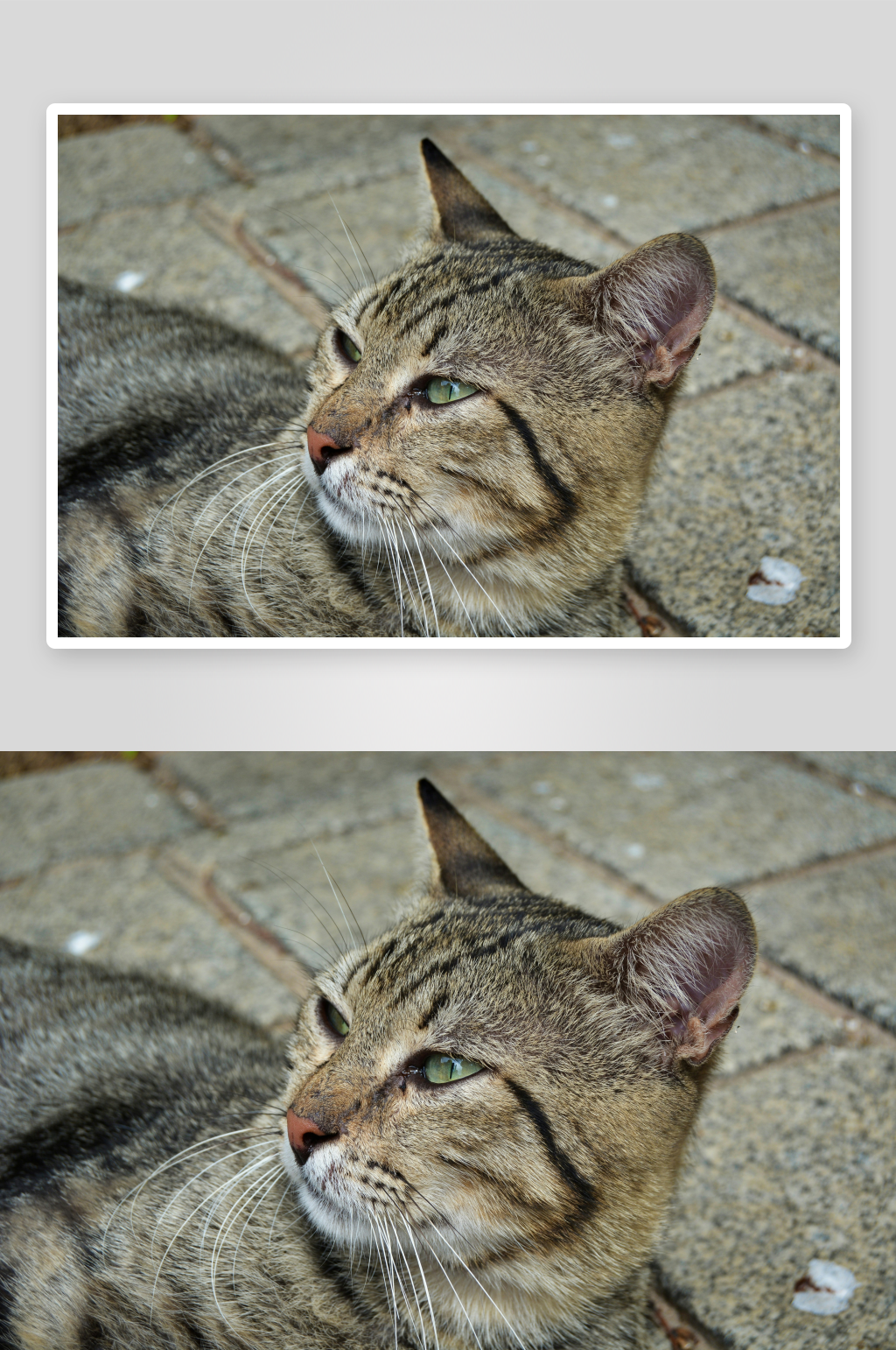 一只条纹猫侧脸特写素材