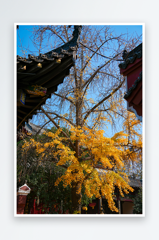 古建筑旁金黄银杏树-众图网