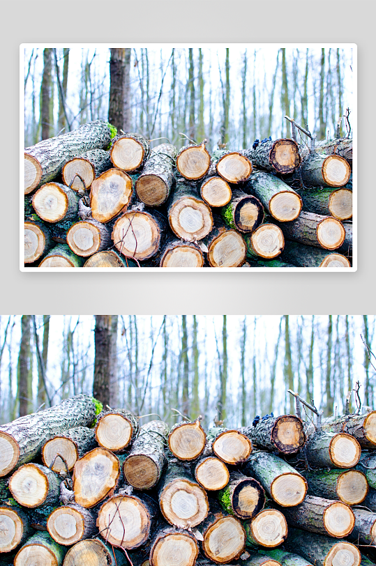 森林中的原木堆叠景观-众图网