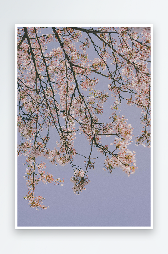 樱花绽放蓝天映衬-众图网