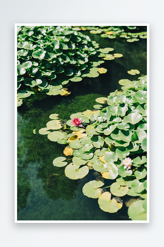 池塘睡莲与荷叶静景-众图网