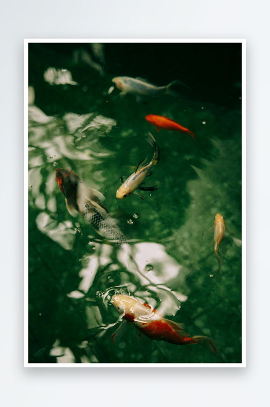 池塘锦鲤游动水面波光粼粼-众图网