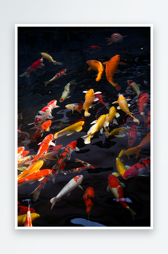 池塘锦鲤游动色彩斑斓-众图网