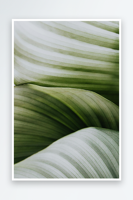 绿叶纹理特写光影交错-众图网