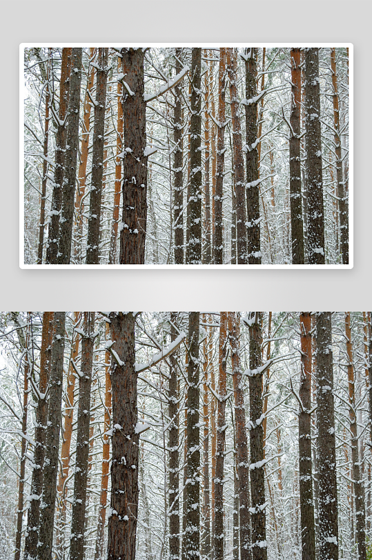 雪覆松林静谧冬景-众图网