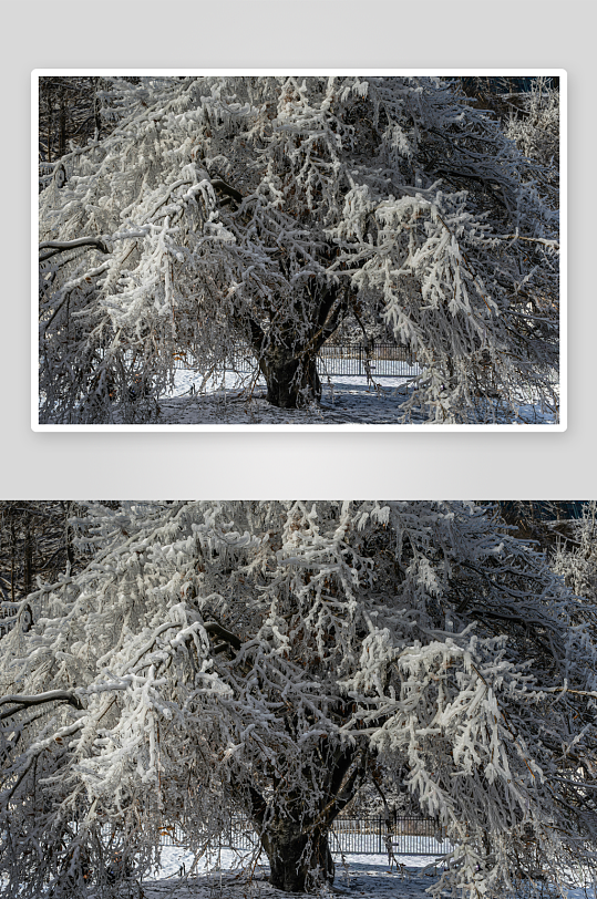 雪覆树枝冬日静景-众图网