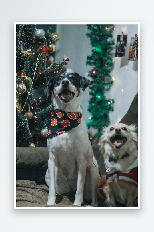 两只狗狗圣诞装扮欢乐合影-众图网