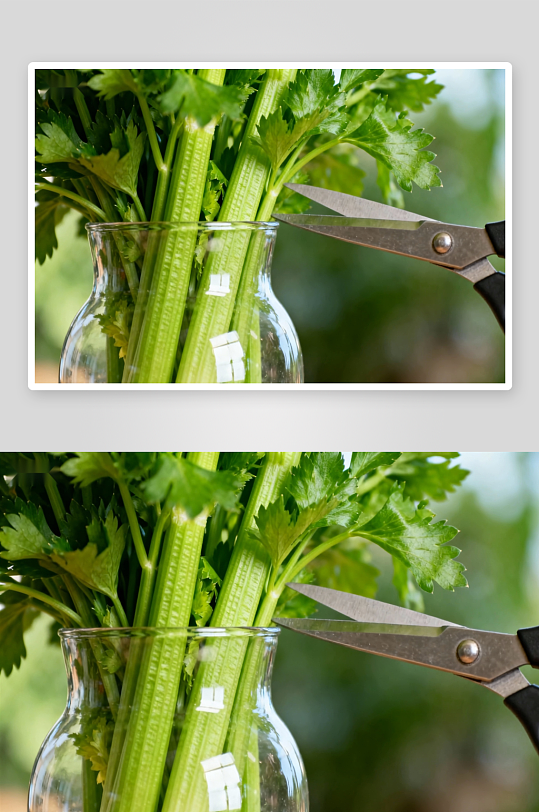 剪刀修剪玻璃瓶中的芹菜-众图网