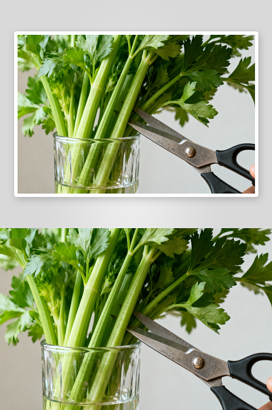 剪刀修剪芹菜茎叶-众图网