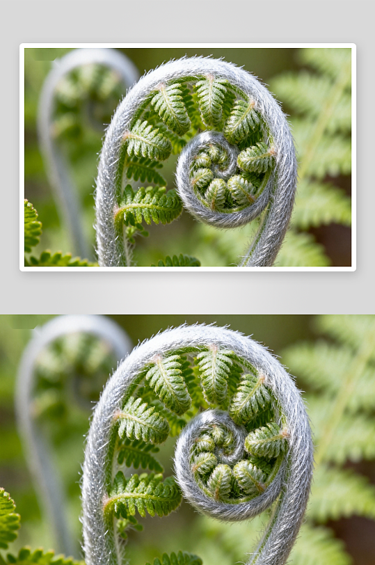 卷曲蕨叶特写展现自然之美-众图网