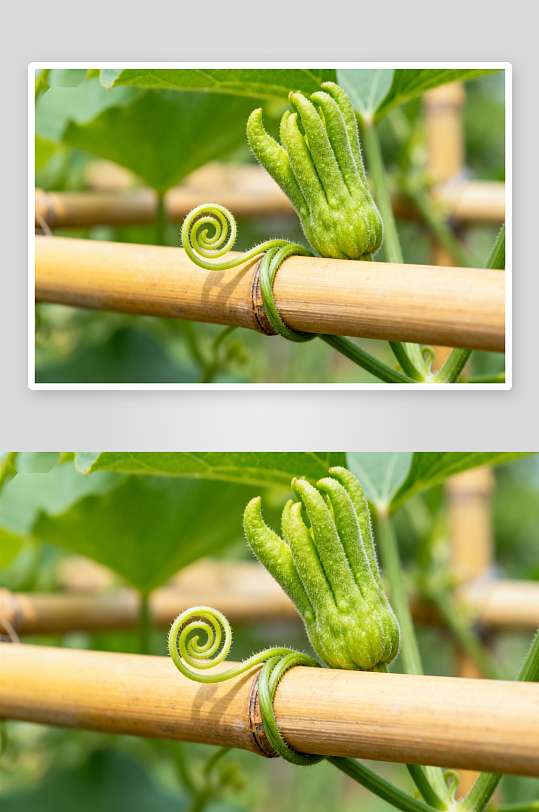 嫩绿瓜果攀附竹竿生长-众图网