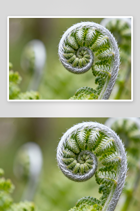 嫩绿蕨叶螺旋卷曲特写-众图网