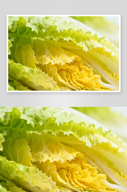 新鲜生菜特写叶片层次分明-众图网