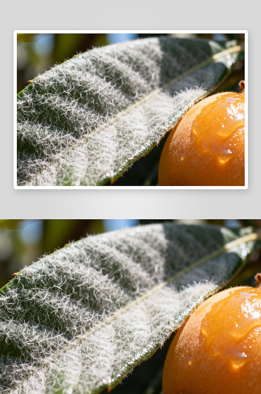 枇杷叶与果实特写-众图网