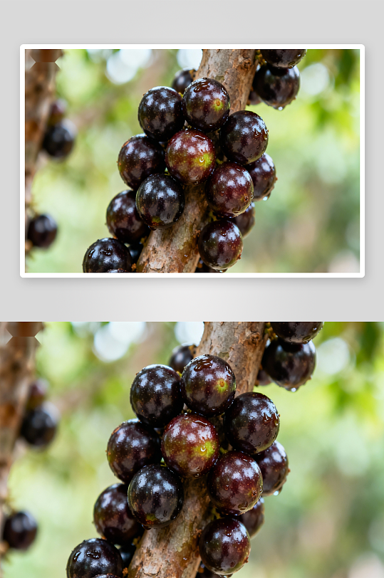 枝头挂满紫黑色浆果-众图网