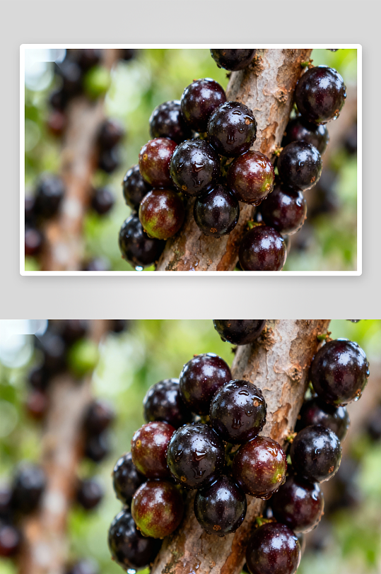 树上挂满紫黑色浆果-众图网