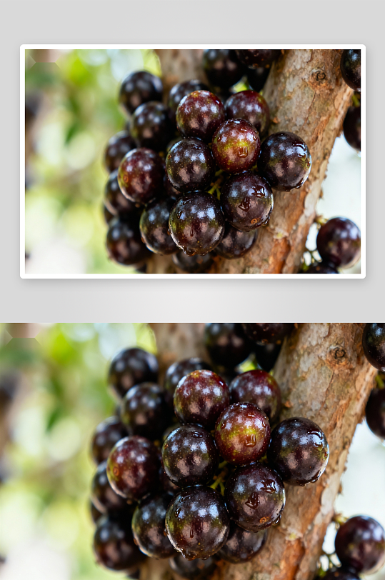 树上挂满紫黑色浆果特写-众图网