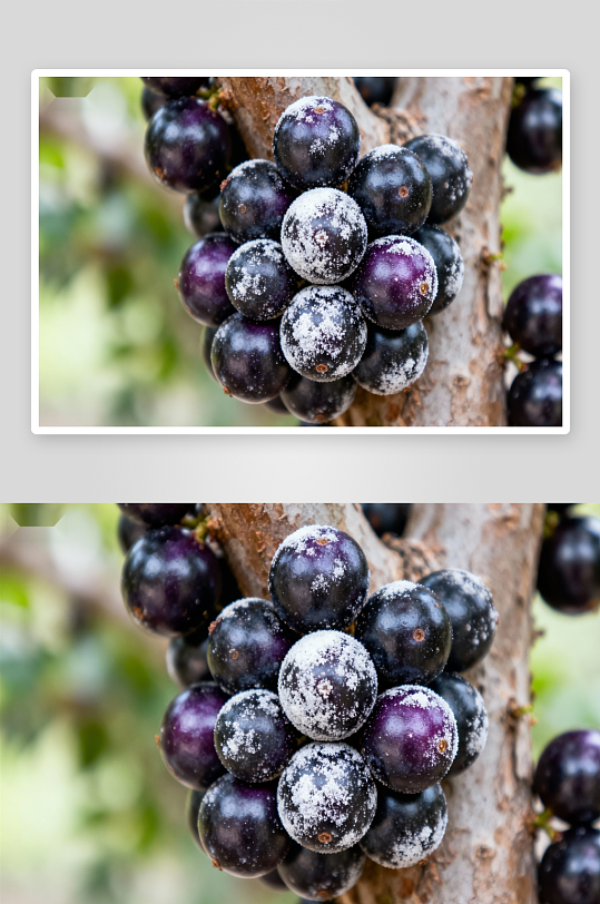 树上紫葡萄挂霜特写-众图网