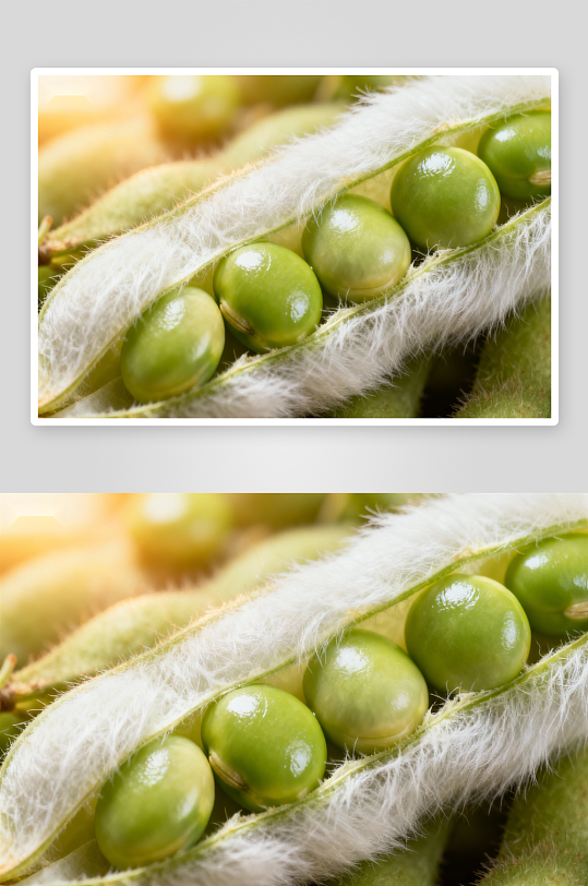 毛豆荚内饱满绿色豆粒特写-众图网