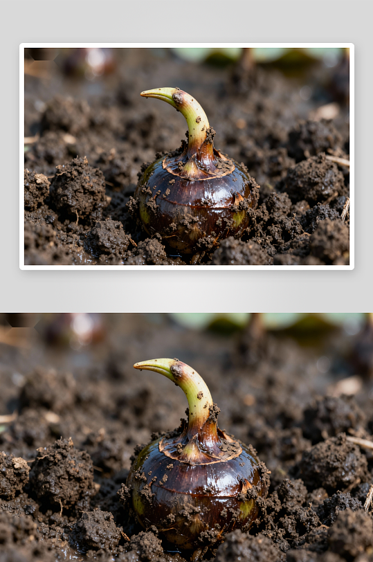 泥土中生长的荸荠特写-众图网