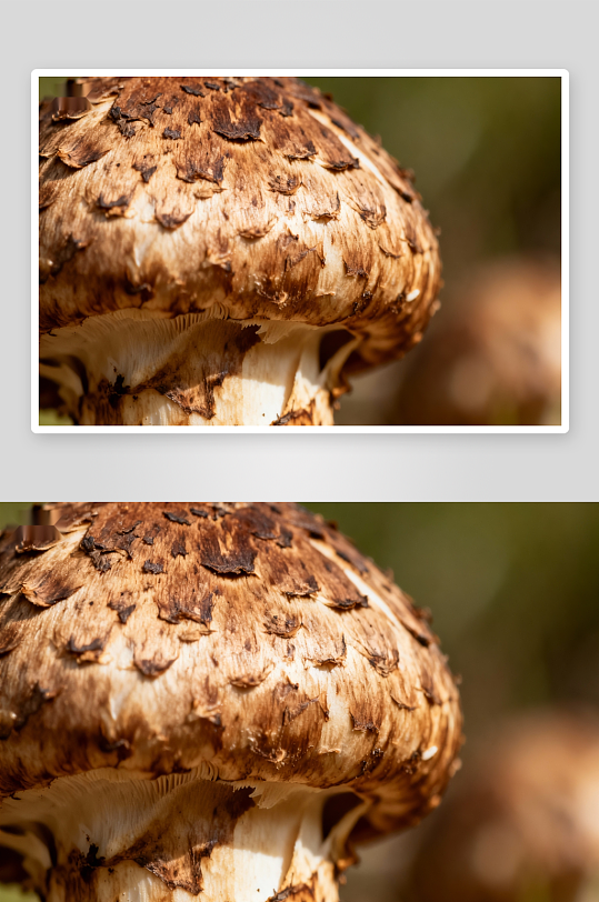 特写镜头下的蘑菇细节-众图网