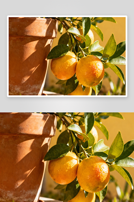 盆栽柑橘果实阳光下-众图网