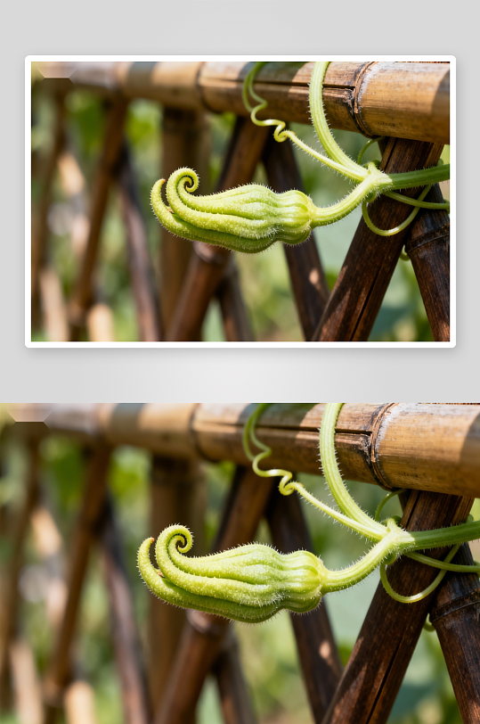 竹架上的嫩瓜幼果特写-众图网