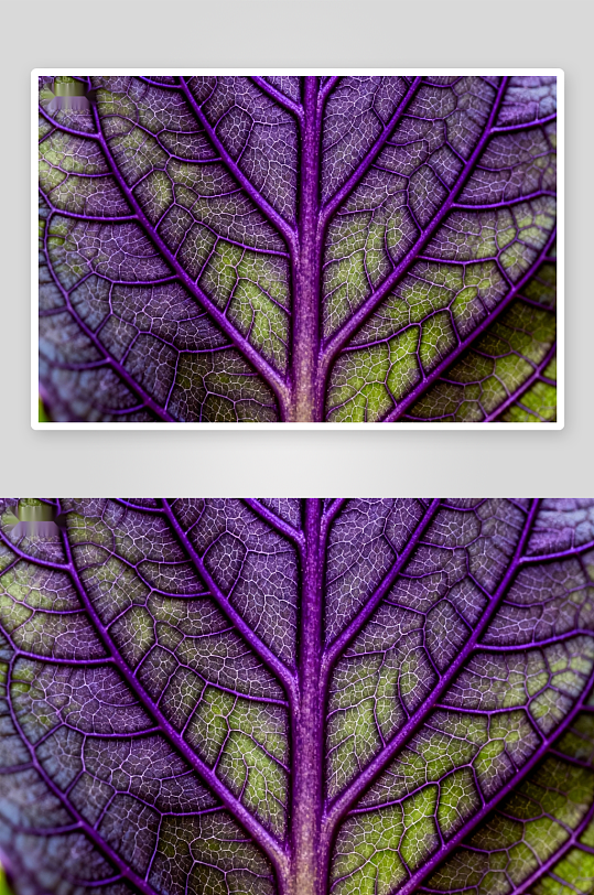 紫叶脉络纹理特写-众图网