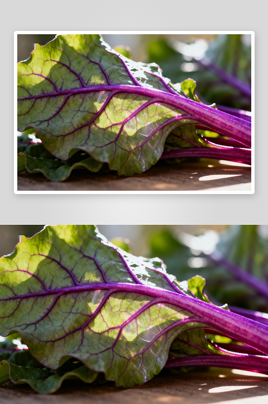 紫叶蔬菜特写光影效果-众图网