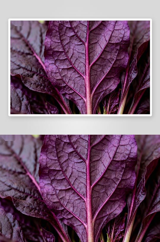 紫叶蔬菜特写叶片纹理清晰-众图网
