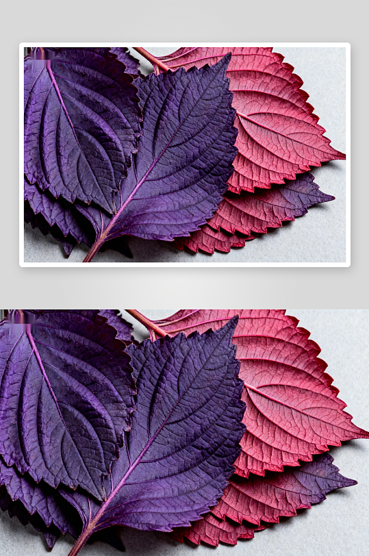 紫红叶片特写色彩鲜明-众图网