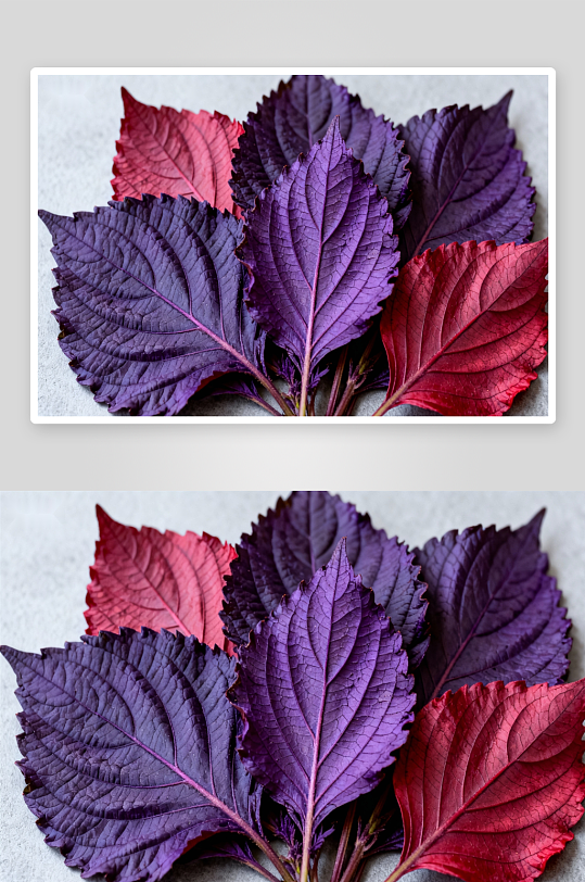 紫红叶片色彩斑斓自然之美-众图网