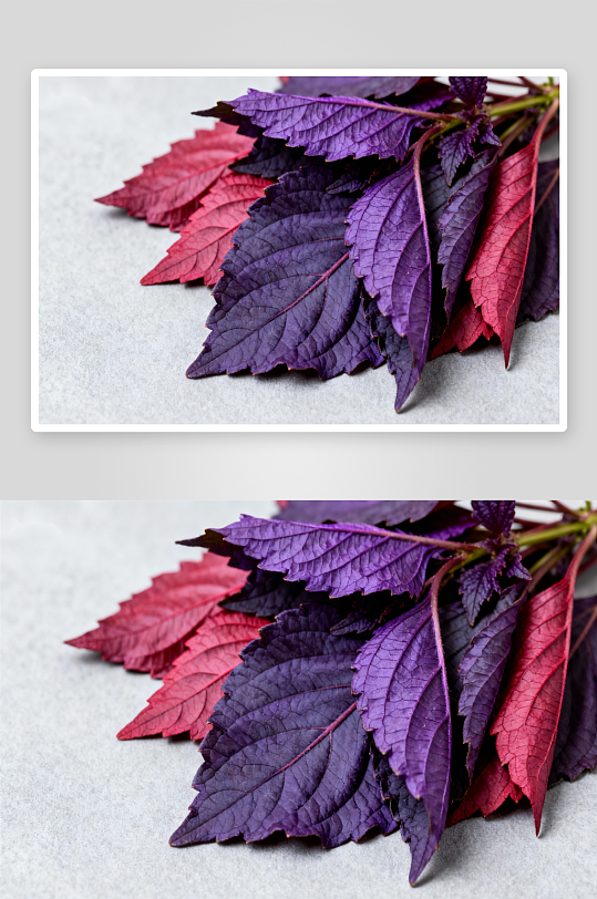 紫红色叶片特写照片摄影-众图网