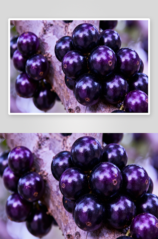 紫红色果实挂枝头-众图网