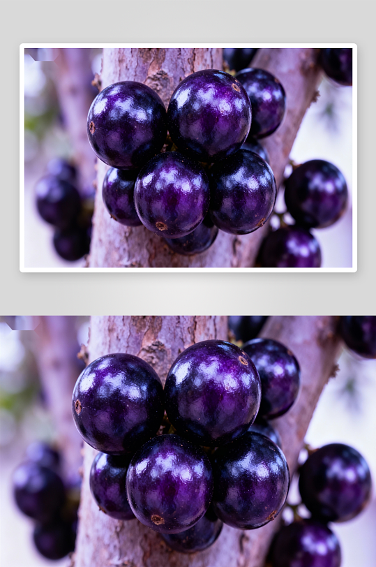 紫红色果实挂树上-众图网