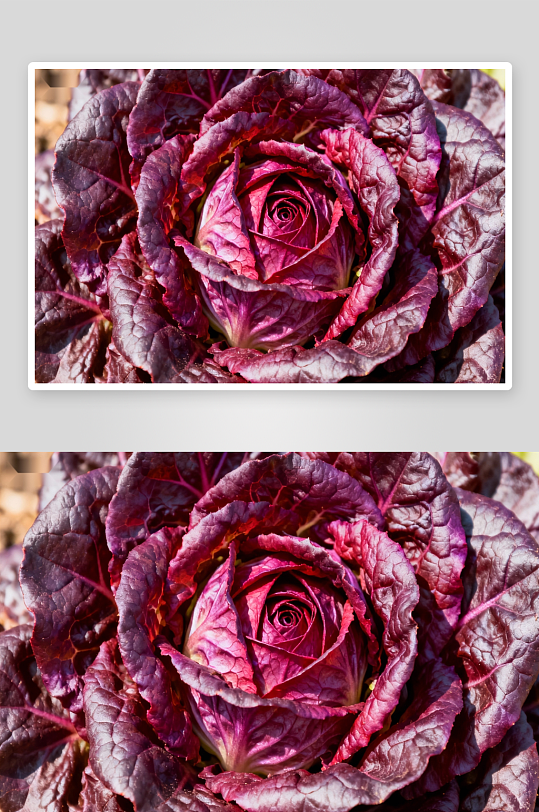 紫红色生菜特写照片摄影-众图网