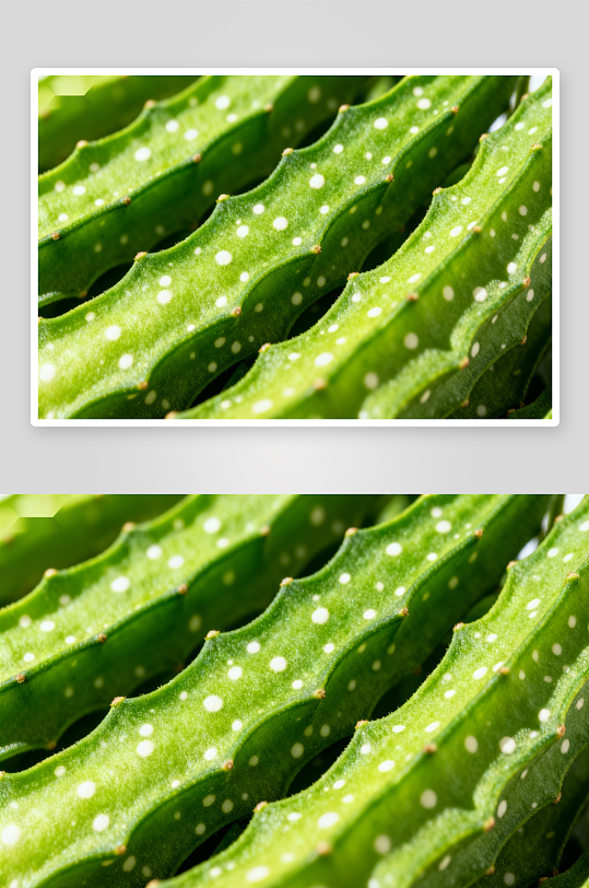 绿色植物叶片特写细节-众图网