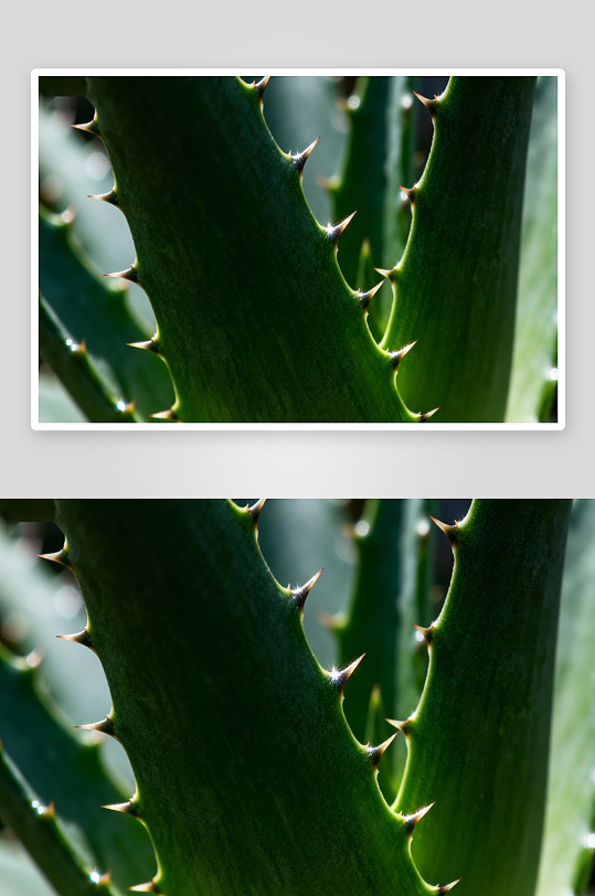 芦荟叶片特写细节清晰-众图网