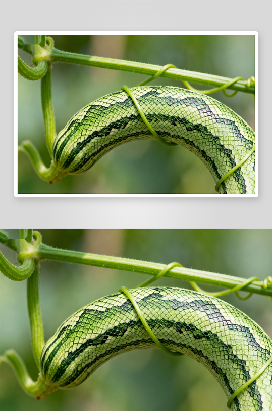 蛇形瓜缠绕藤蔓特写-众图网