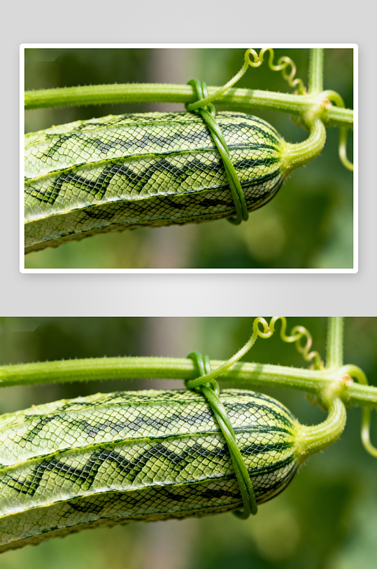 蛇皮纹黄瓜特写照片摄影-众图网