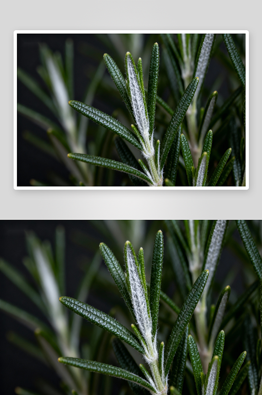 迷迭香特写叶片细节-众图网