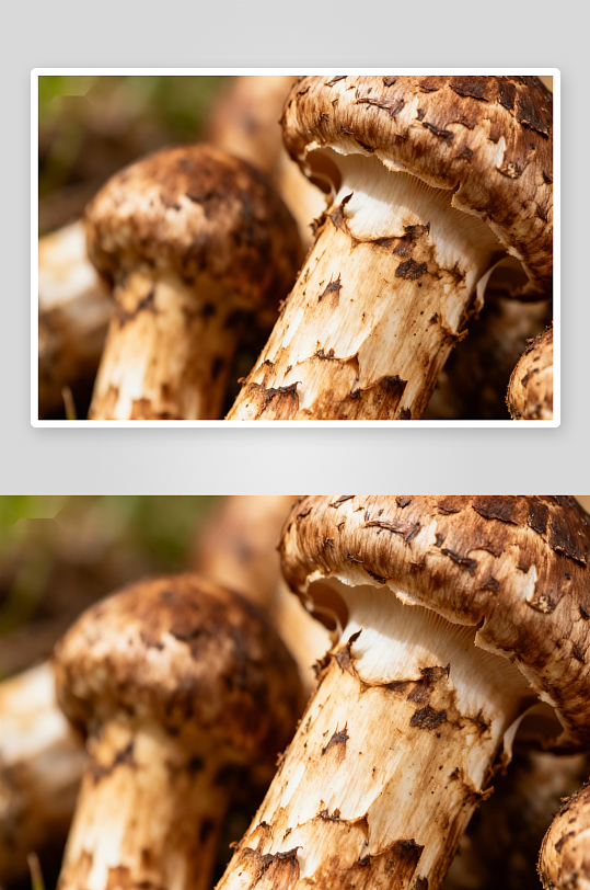 野生蘑菇特写照片摄影-众图网