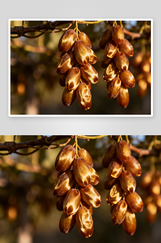 金黄果实挂枝头照片摄影-众图网