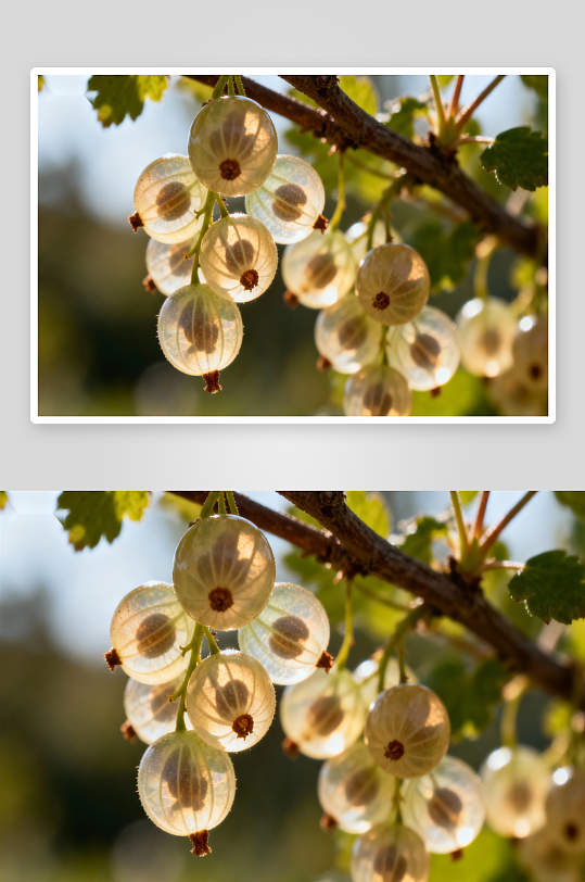阳光下晶莹剔透的浆果特写-众图网