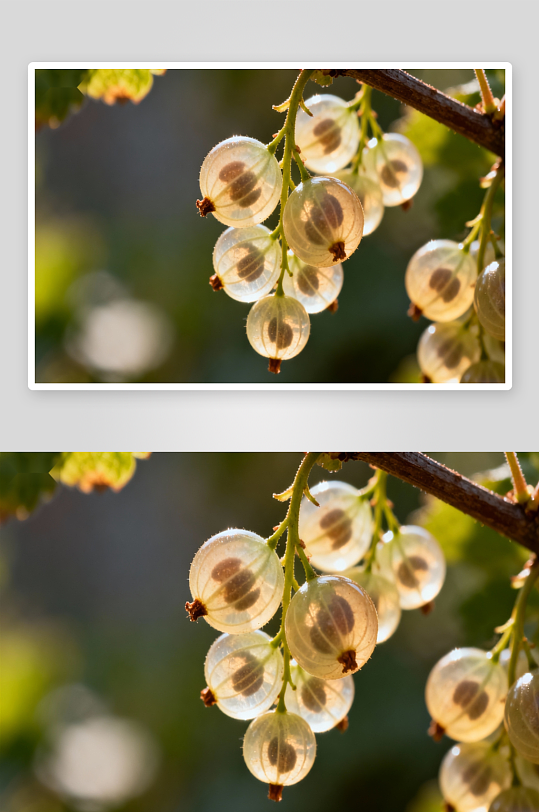 阳光下晶莹剔透的白色浆果-众图网