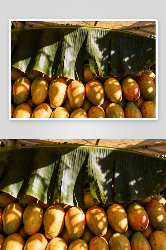 阳光下芒果与蕉叶-众图网
