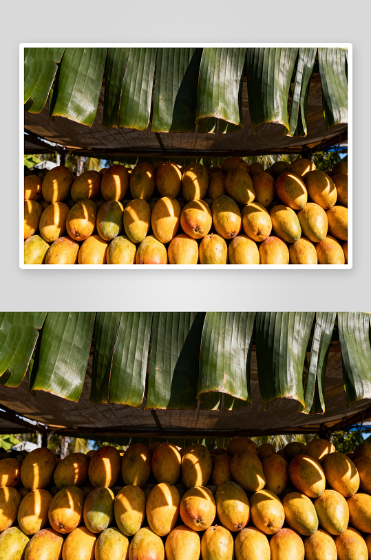 阳光下香蕉叶遮盖的芒果堆-众图网