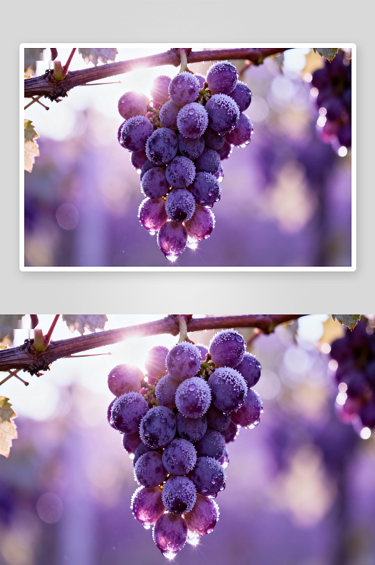 霜冻葡萄晨光映照-众图网