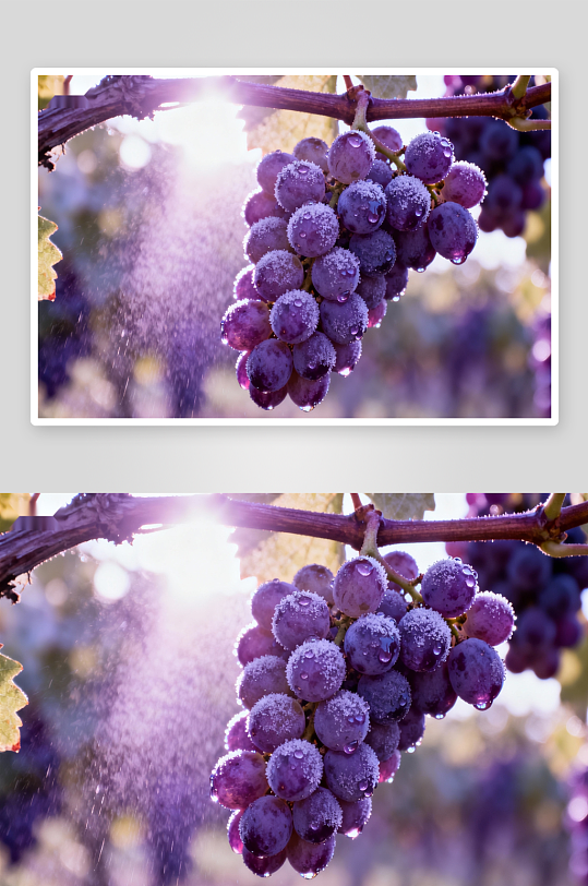 霜挂紫葡萄晨光映枝头-众图网